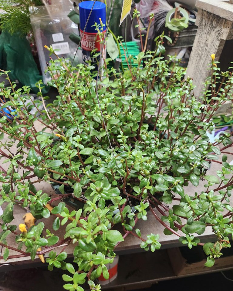 Vintage Flower Market