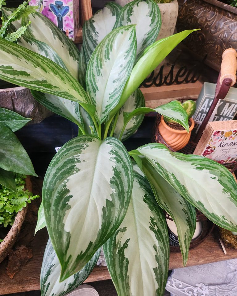 Vintage Flower Market