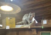 Keen Eye Antiques