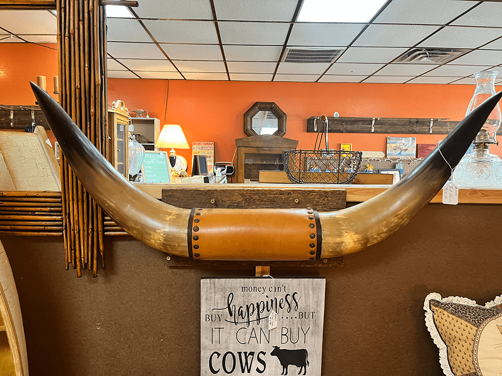 Very Large Bull Horn